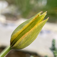 Tulipa orphanidea 'Flava'